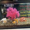 Live Fish and Aquariums
