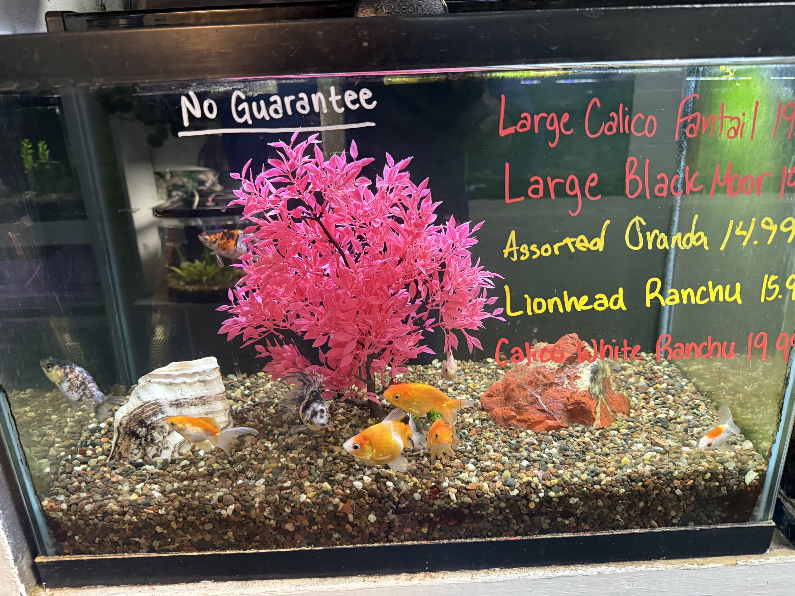 Live Fish and Aquariums