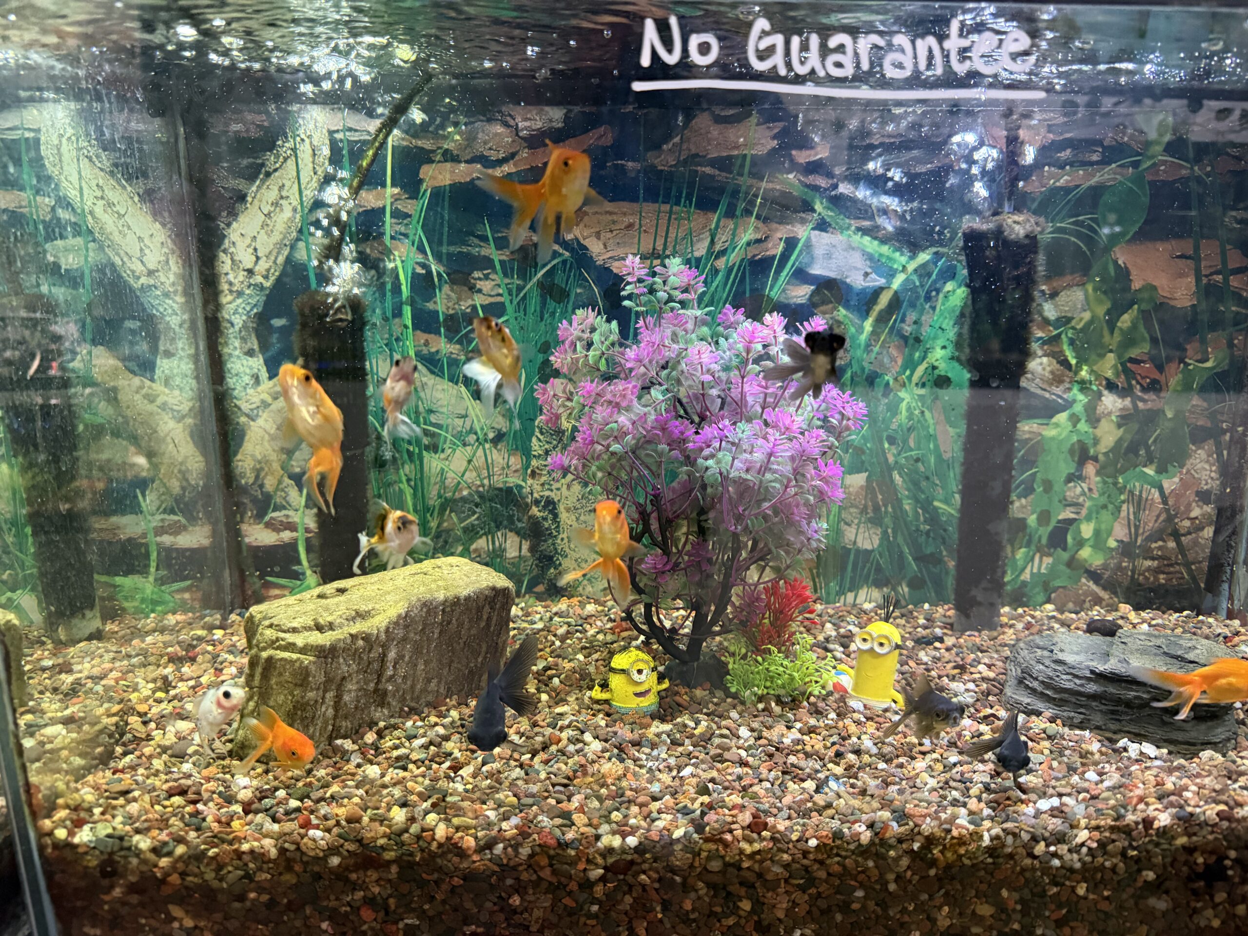 Aquirium 3