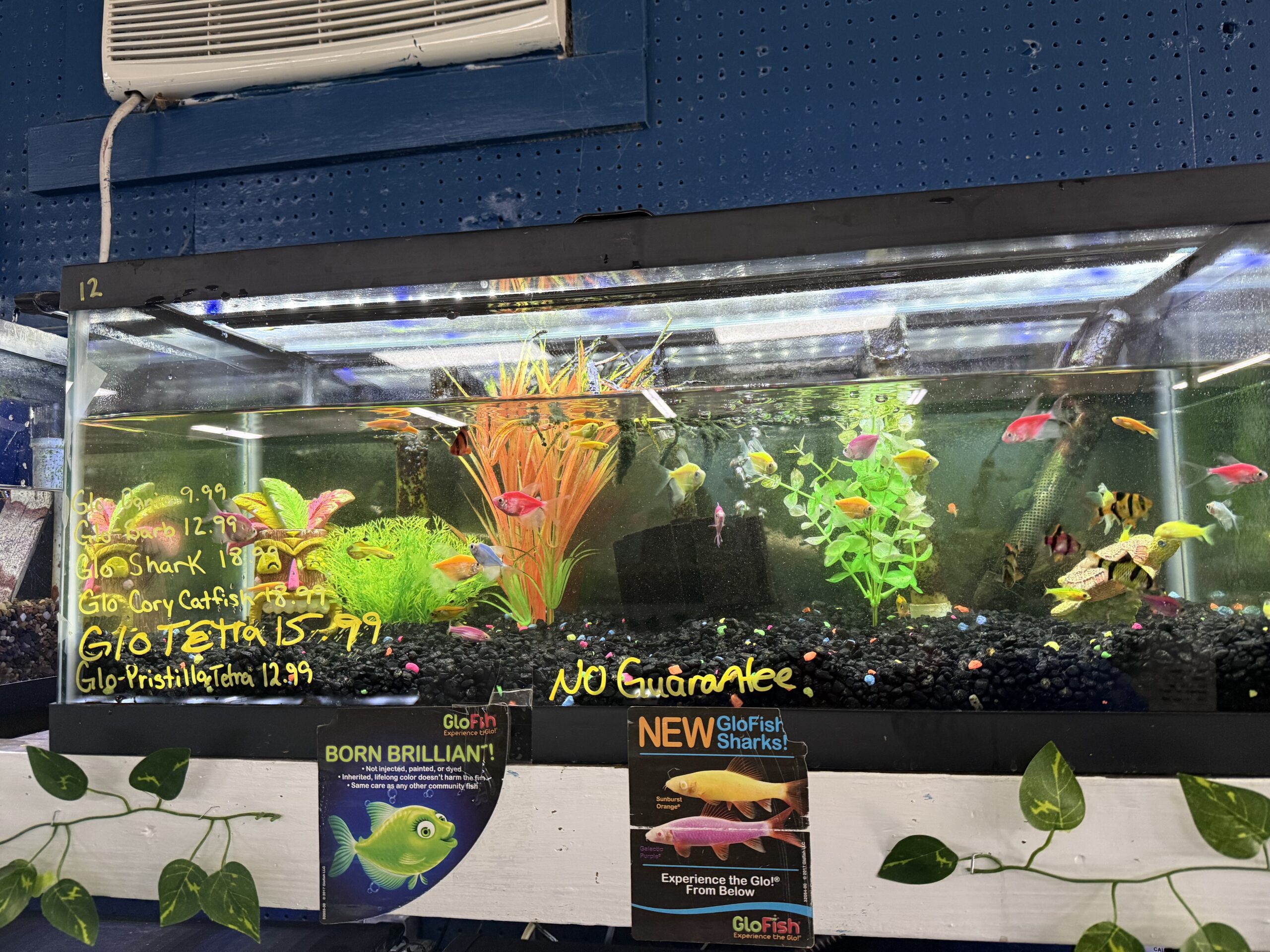 Aquirium 4
