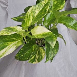 Golden Pothos