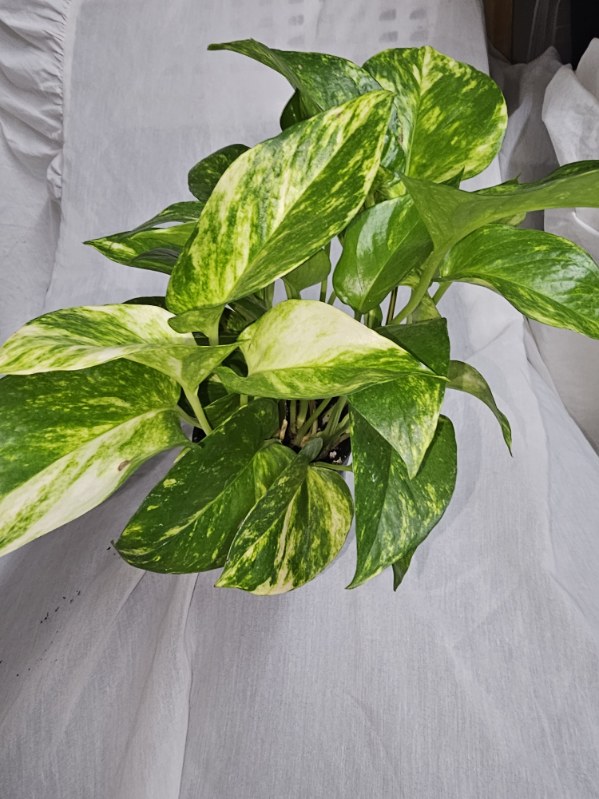 Golden Pothos