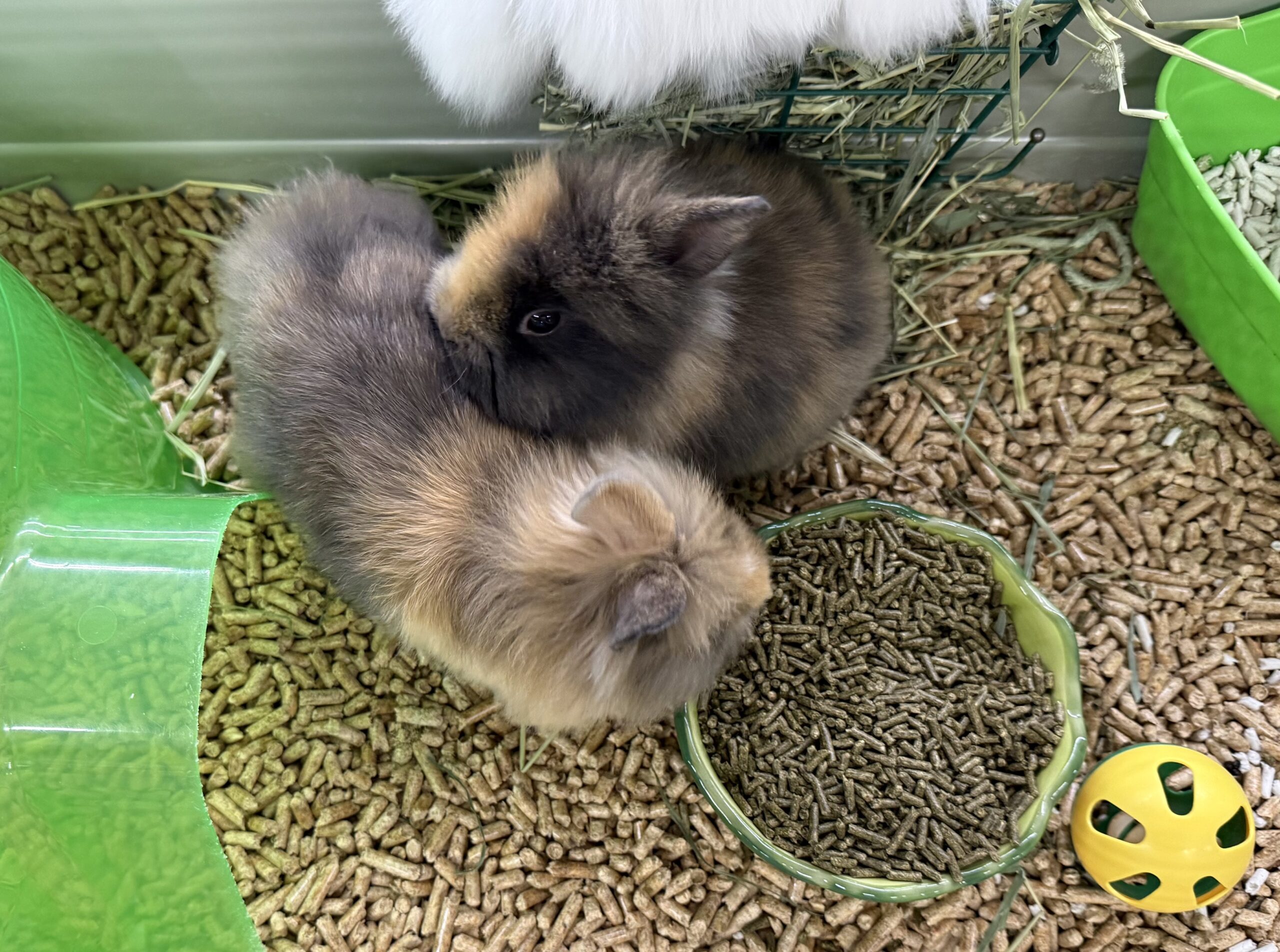 Guinea pigs2
