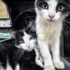Cats and Kittens