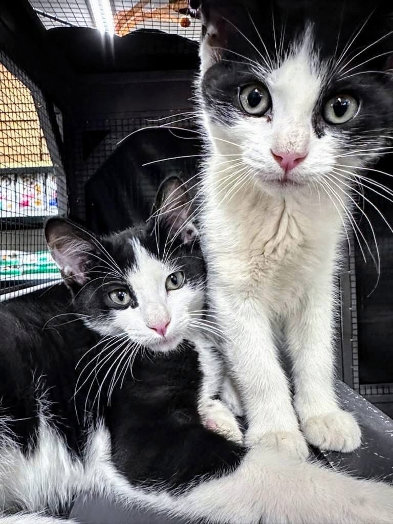 Cats and Kittens