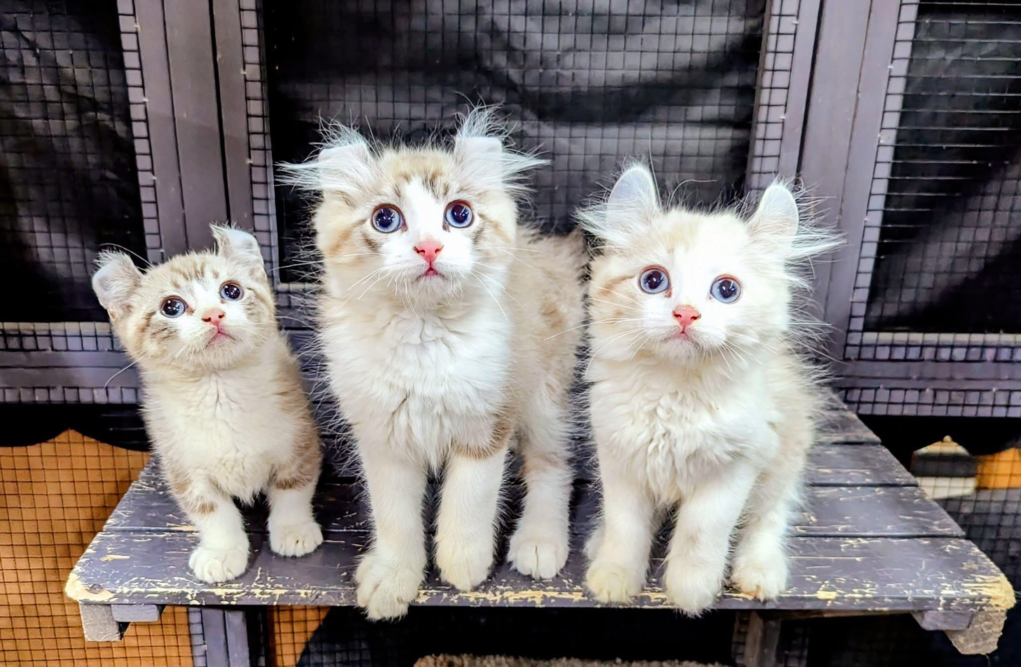 Kitten 3