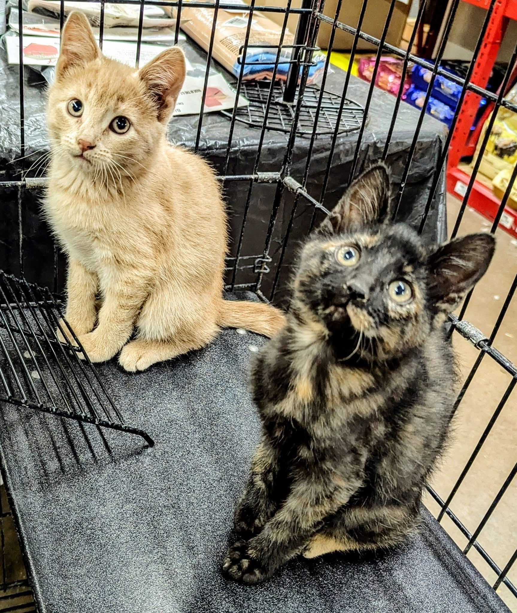Kitten 4