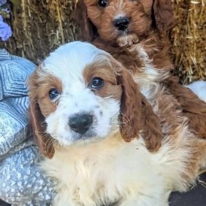 Dogs and Puppies