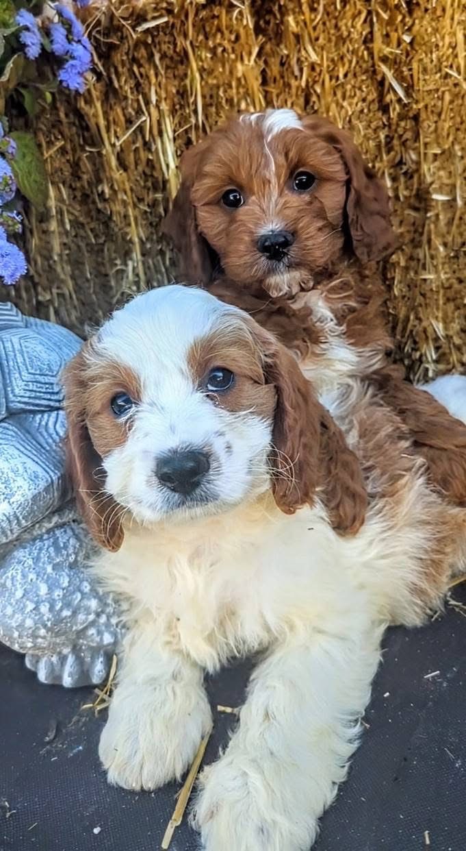 Dogs and Puppies