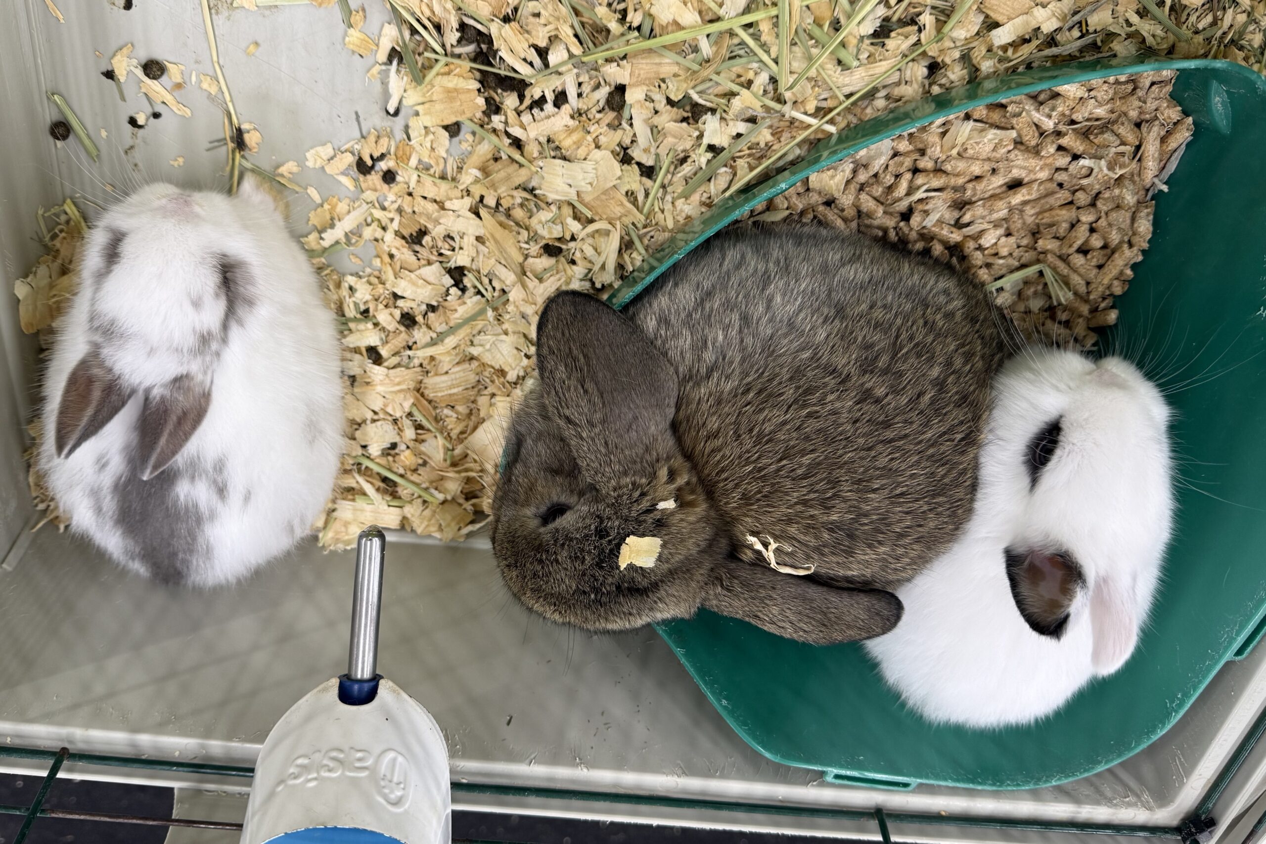 Rabbits1