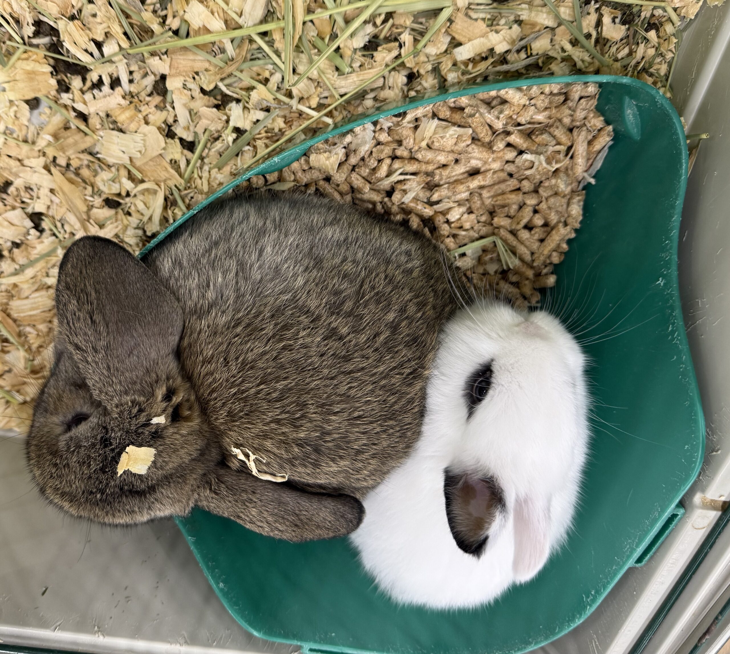 Rabbits2