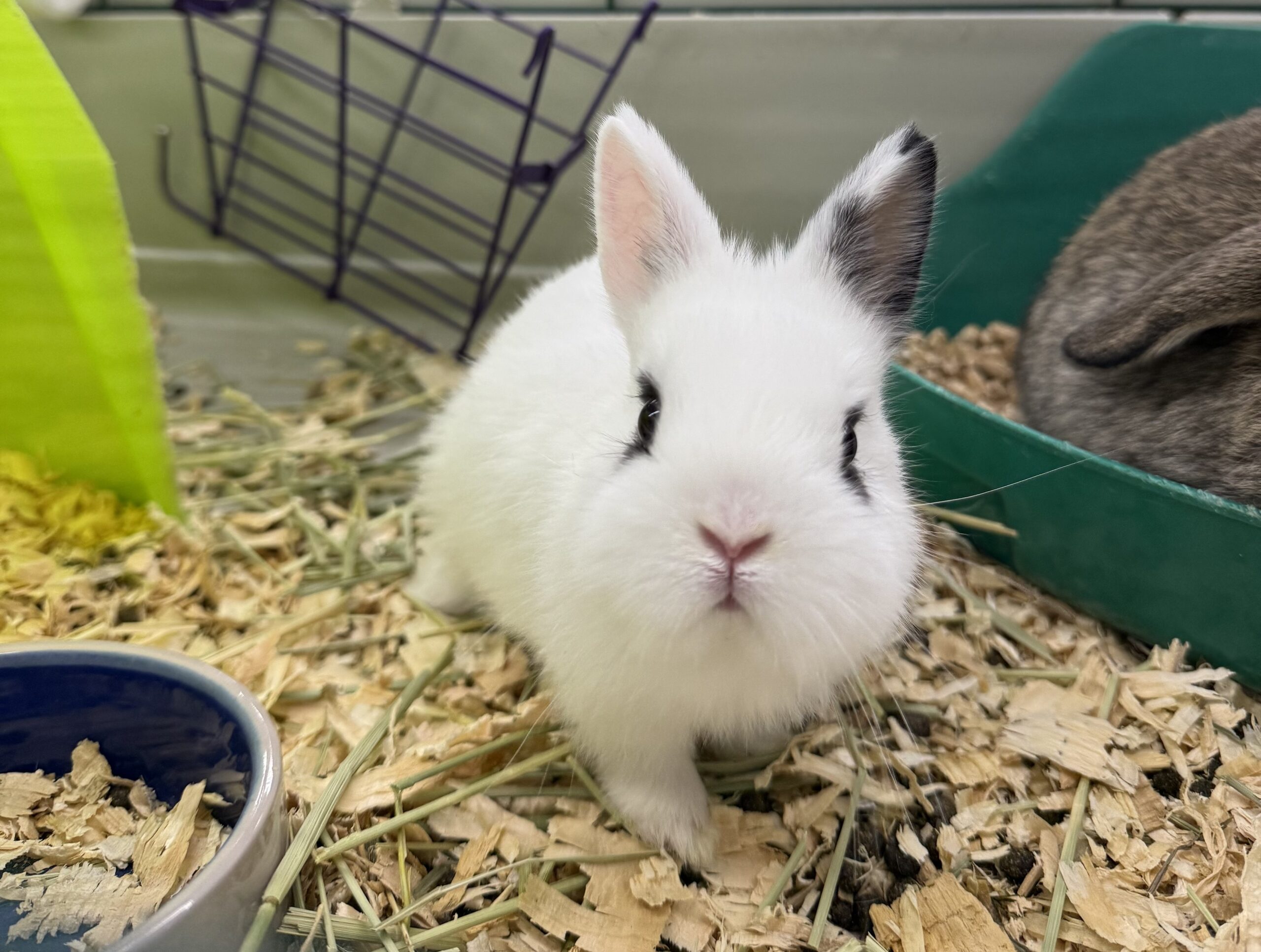 Rabbits3