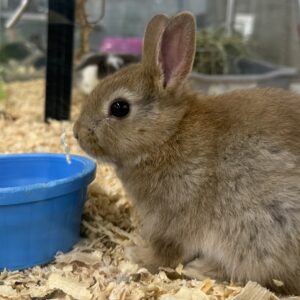 Rabbits, Guinea Pigs, Rats, Mouse, etc.