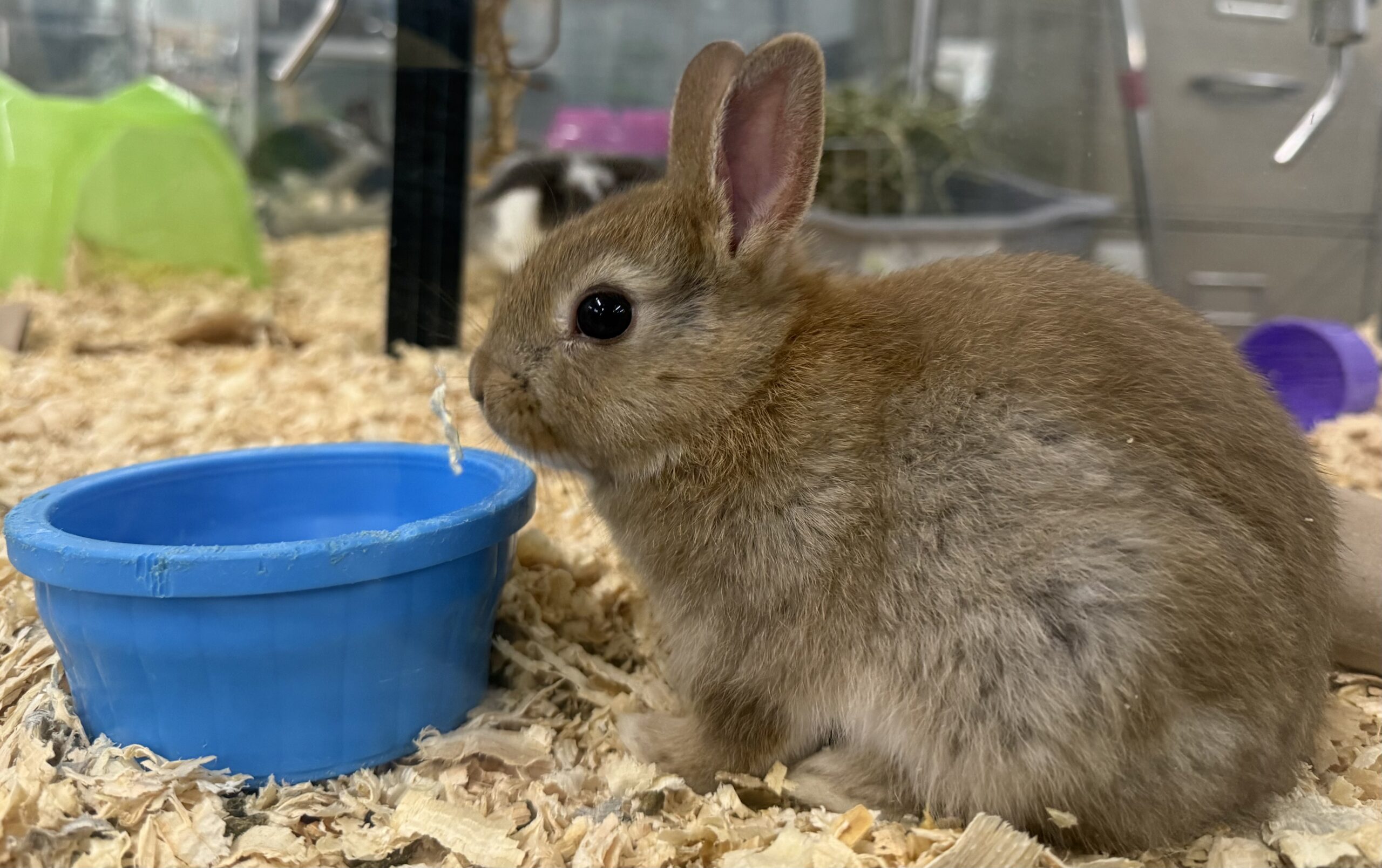 Rabbits, Guinea Pigs, Rats, Mouse, etc.