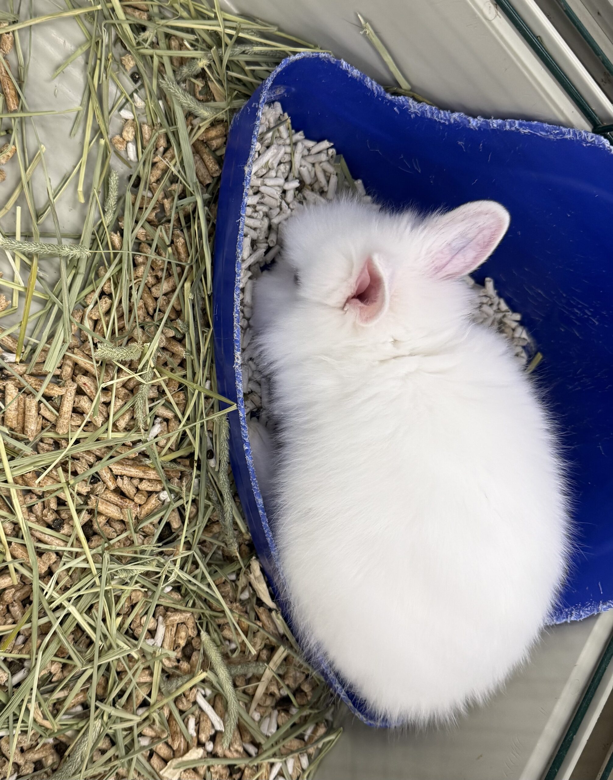 Rabbits5