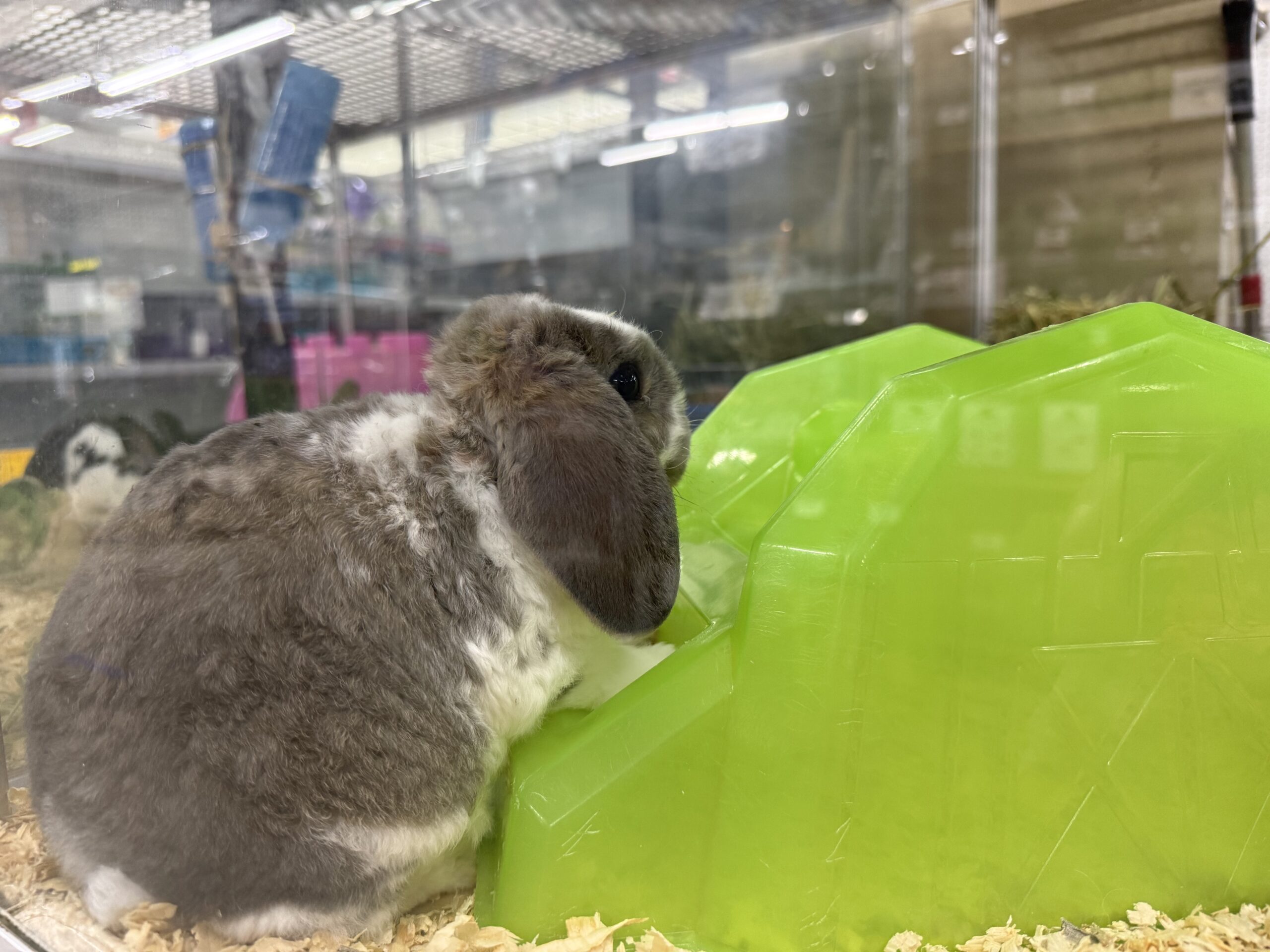 Rabbits6