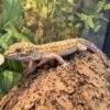 Reptiles