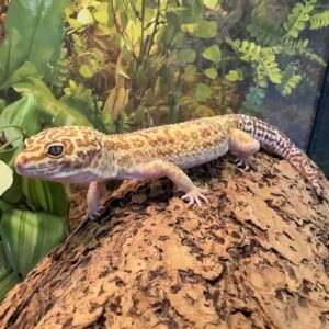 Reptiles