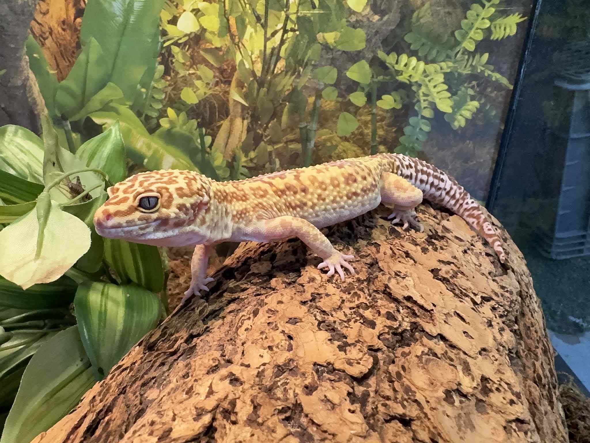 Reptiles