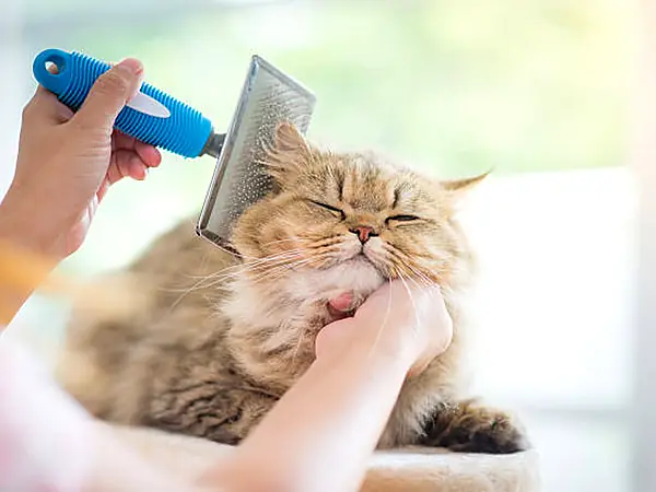 Fluffy cat enjoying a brush