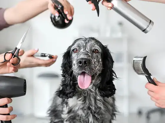 Happy spaniel getting groomed