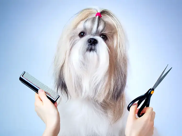 Long haired Shih Tzu ready for grooming at Teske