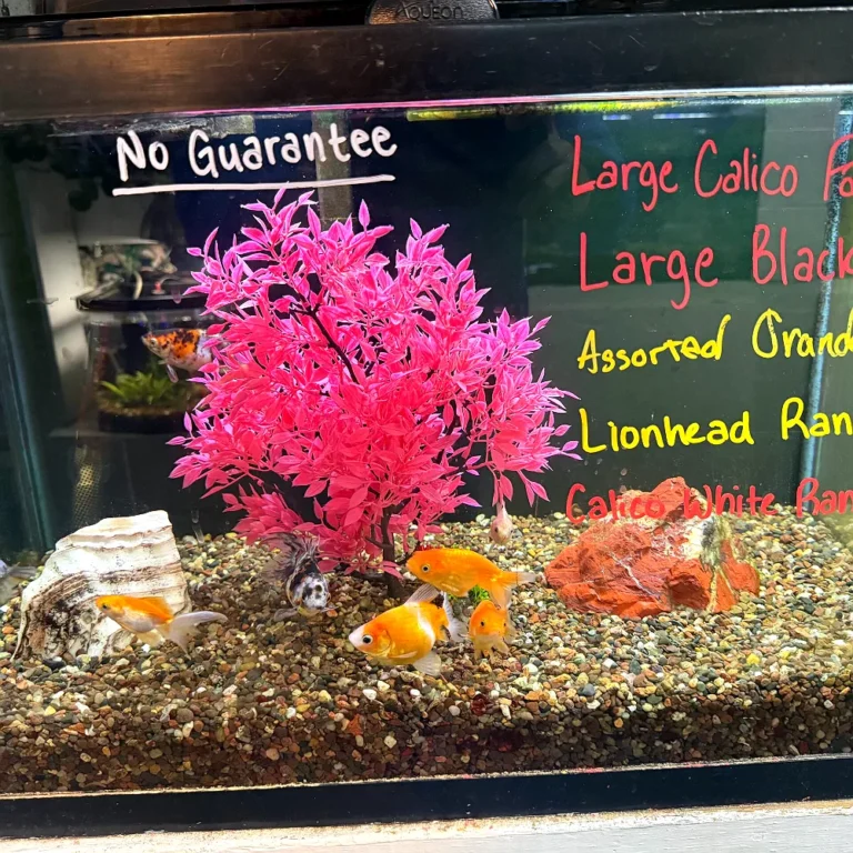 Fish & Aquariums