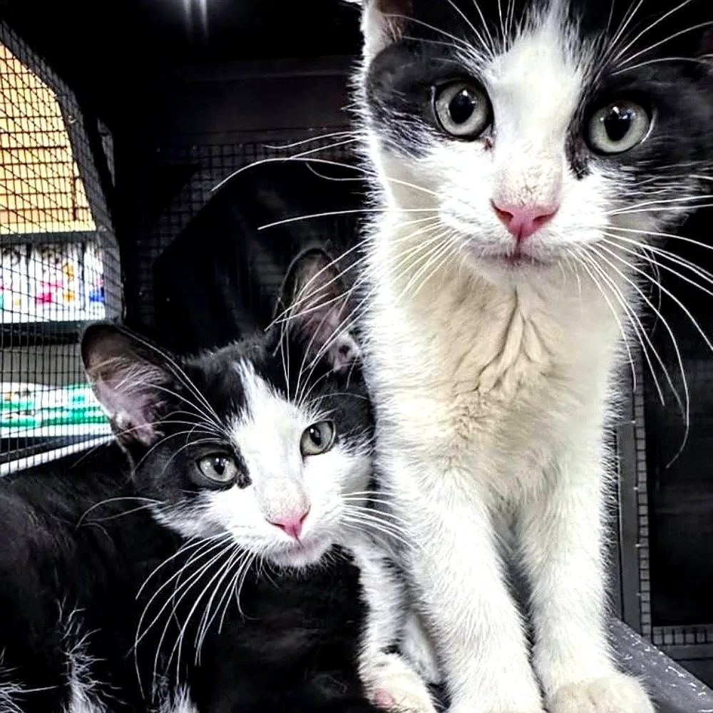 Kittens at Teske Pets and Garden
