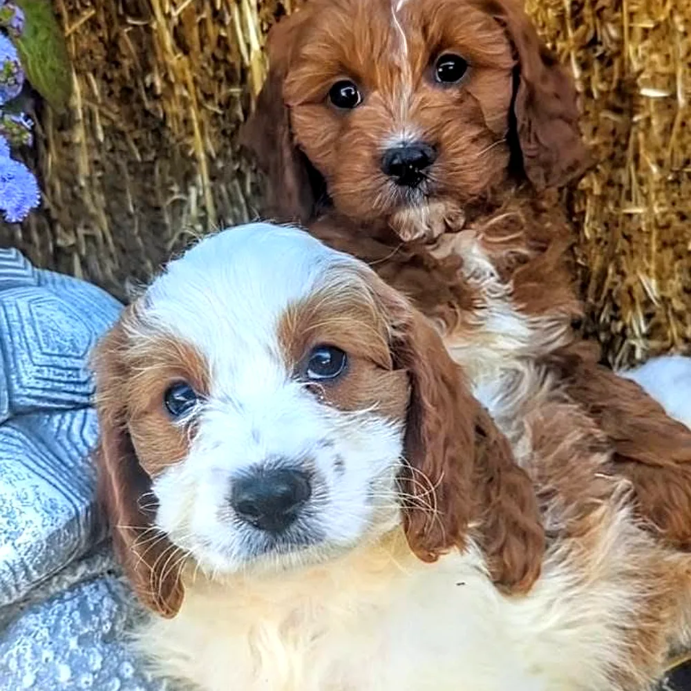 Two puppies at Teske Pets and Garden