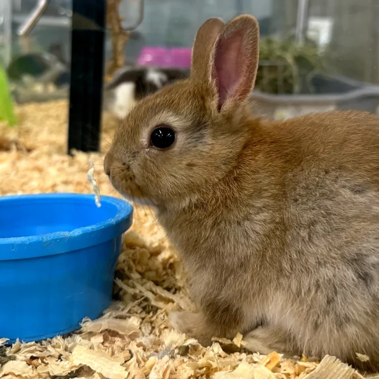 Small Animals