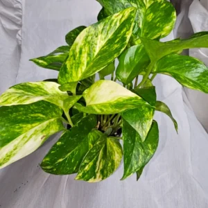 Golden pothos house plant in a 4 inch pot